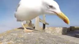 Gaviota roba cámara y graba su vuelo | VIDEO