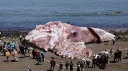 Calamar Gigante