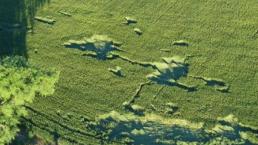 Extrañas marcas sobre un campo de trigo 