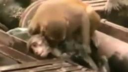 Mono rescata a su compañero de una muerte segura | 	VIDEO