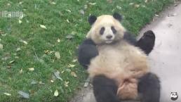 Panda (Foto cortesía de YouTube)