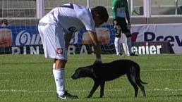 Perro, Cancha