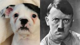 Perro que se parece a Hitler