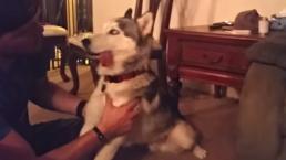 Perro come galleta con mariguana y así reacciona | VIDEO