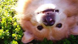 15 perritos que te harán sonreir