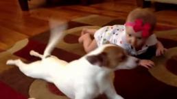 Perros que enseñan a gatear a los bebés 