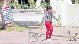 Víctimas de cuatro patas: Estricnina mató a canes, según análisis