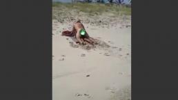 Pareja tiene sexo a la orilla de la playa