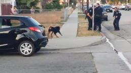 Policía dispara a perro