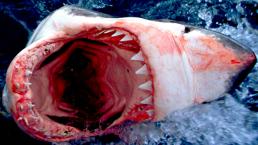 FOTOS: Foca escapa de tiburón