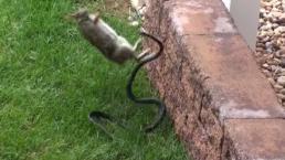Coneja le da ‘paliza’ a serpiente | VIDEO