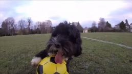 El perro que juega mejor que Ronaldo