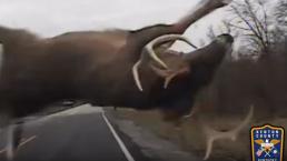 Policía atropella a ciervo, sale volando y sobrevive | VIDEO