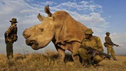 Rinoceronte es custodiado las 24 horas del día