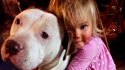 Niña de cuatro años domina a pitbulls hambrientos