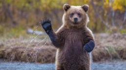 Asesina a un oso y lo publica en Internet
