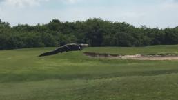 Cocodrilo gigante aparece en campo de golf