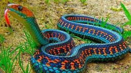 Serpiente jarretera