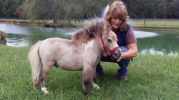 Caballo con enanismo causa sensación en redes sociales