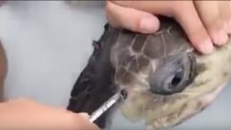 Tortuga sufre por un popote en su nariz