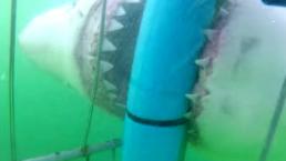 Mujer es atacada por gigante tiburón | VIDEO