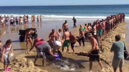 Vacacionistas intentan salvar a Tiburón Blanco varado en la arena | VIDEO