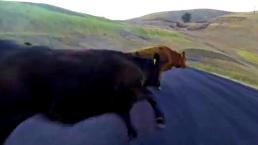 Skater choca a toda velocidad con una vaca | VIDEO